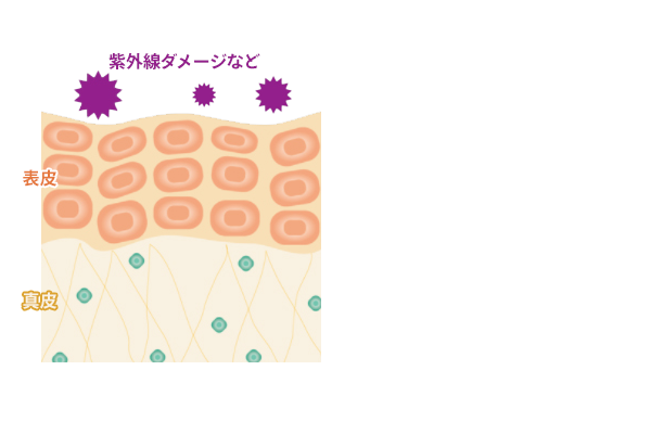 シワの原因となる皮溝が出来る