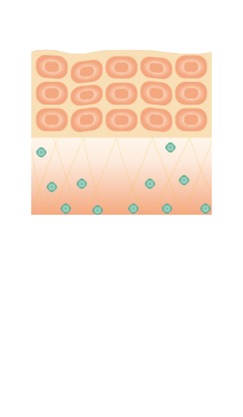 HSPが増え新たな繊維芽細胞を増加する働きを助ける
