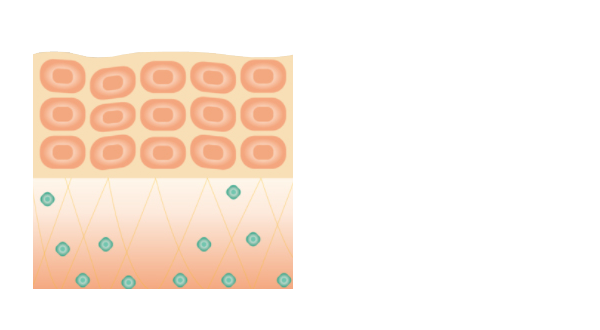 HSPが増え新たな繊維芽細胞を増加する働きを助ける