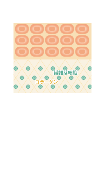 肌に張りとツヤが出てくる