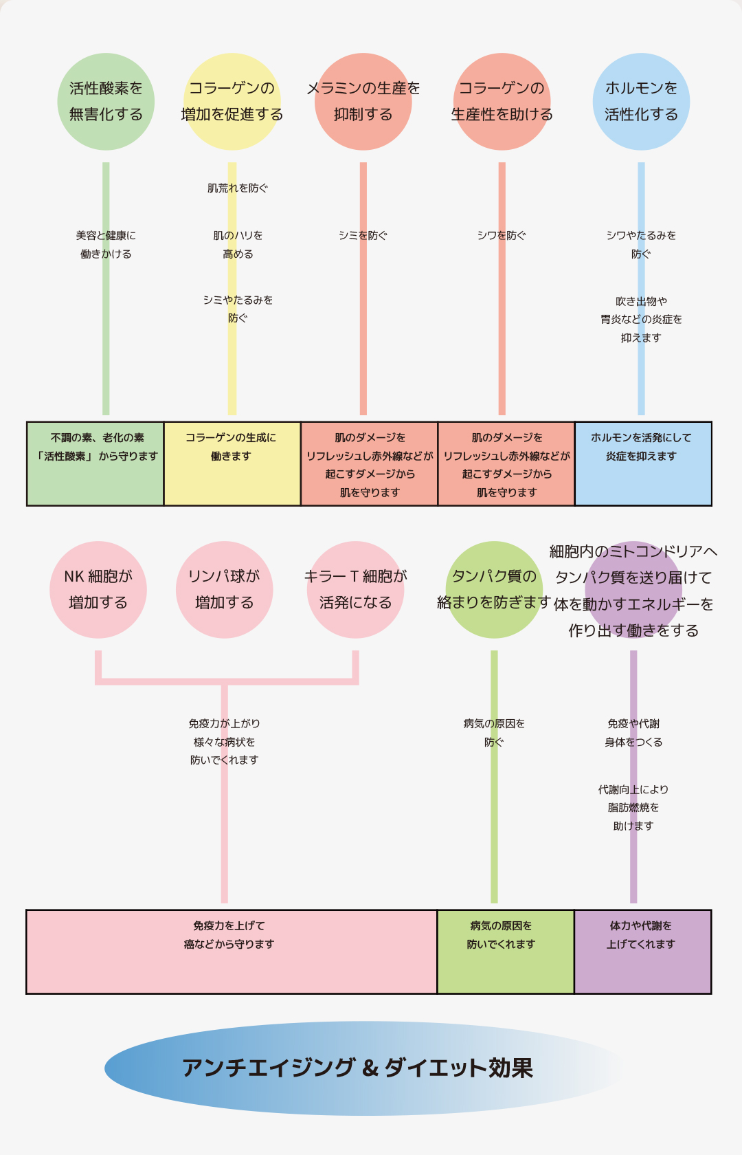 HSP増加により期待できる効果。